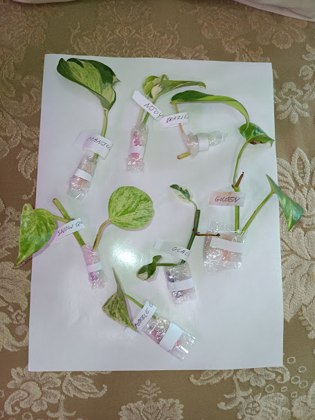 7 Pothos Cuttings