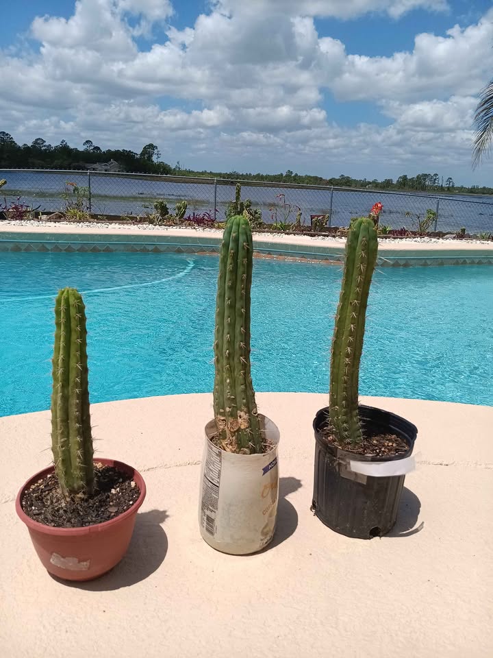 San Pedro Bolivian Torch