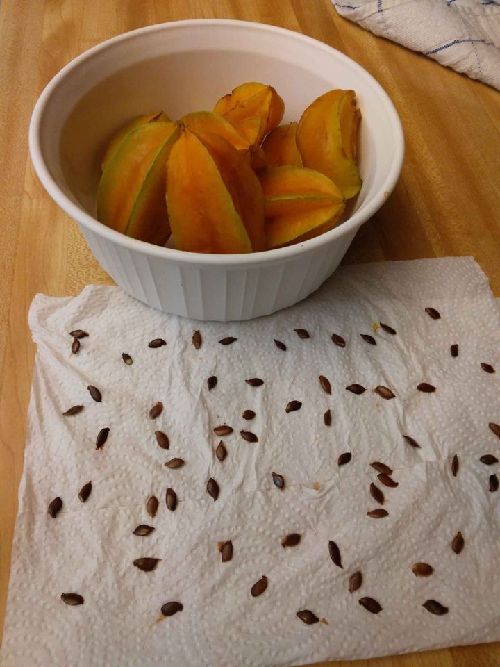Star Fruit Seeds