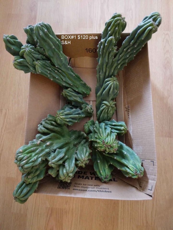 Bulk Cactus