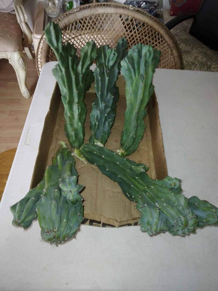 Monstrose Apple Cactus Cuttings
