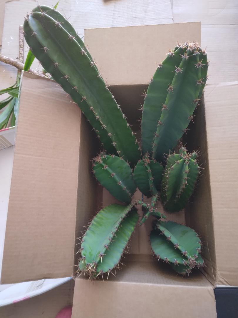 Bulk Peruvian Apple Cactus