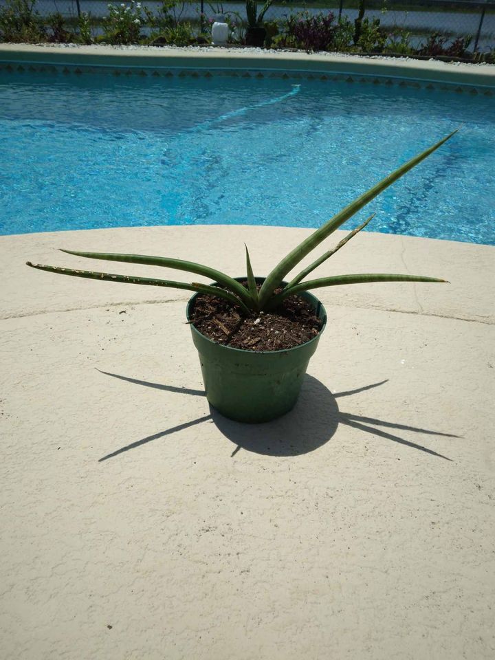 Sanseveria Cylindrica Snake Plant