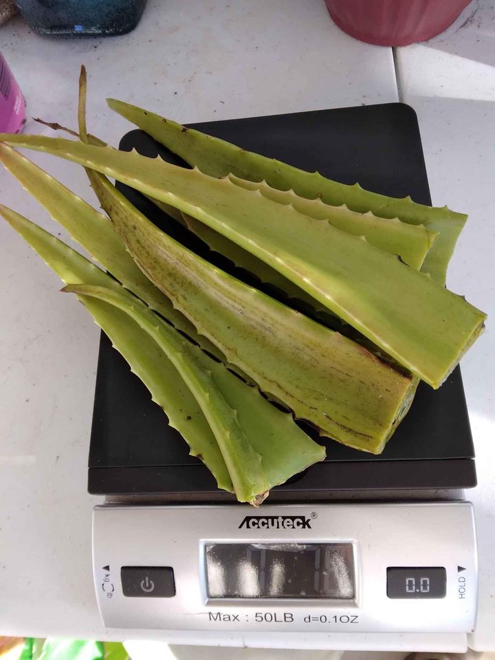Aloe Cuttings