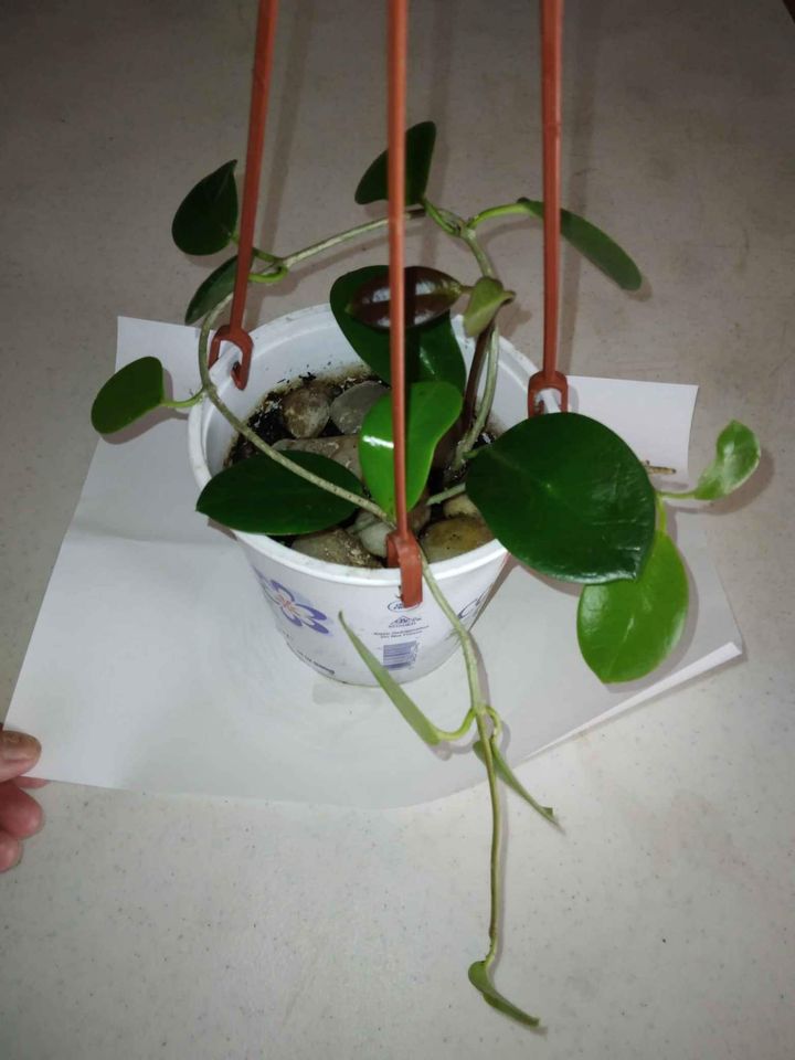 Australis Hoya Cutting