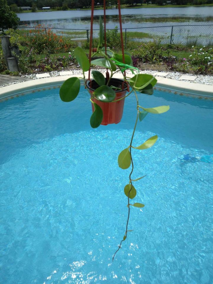 Australis Hoya Cutting