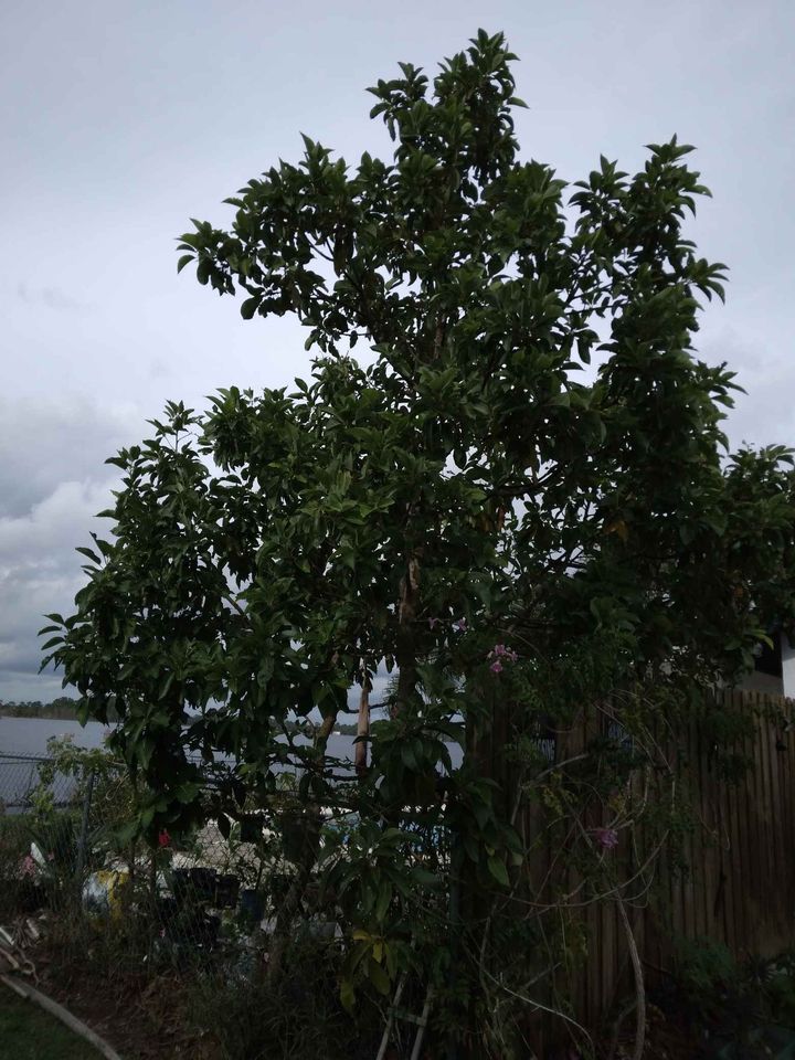 Avocado Tree Cutting