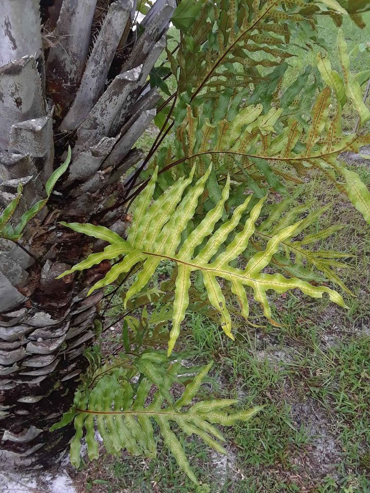 Bear Paw Fern