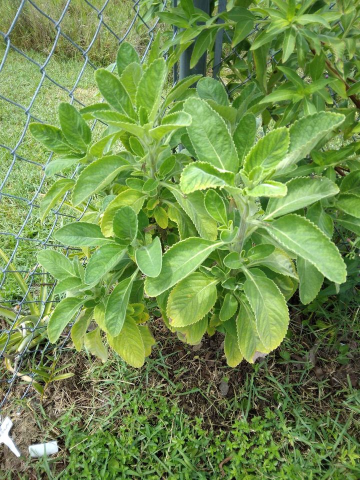 Cuban Oregano Cuttings