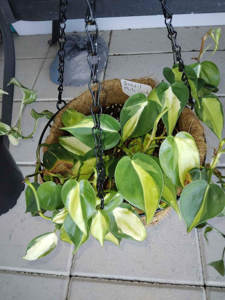 Brazil Philodendron Pothos