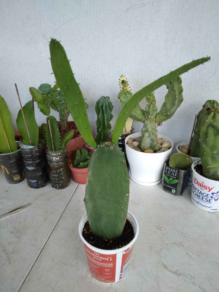 Prickly Pear Cactus Plant