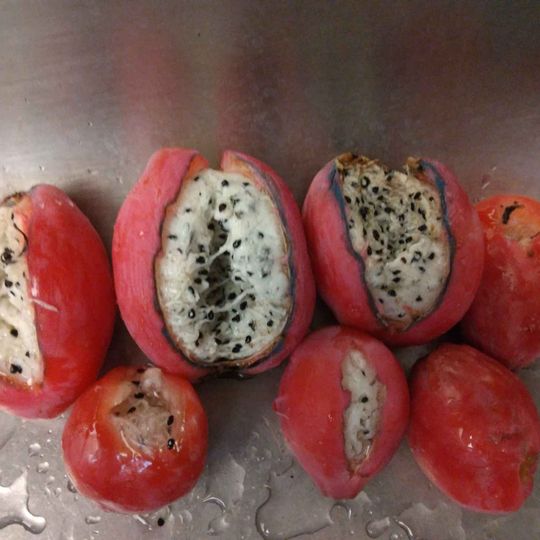 Peruvian Cactus Fruit