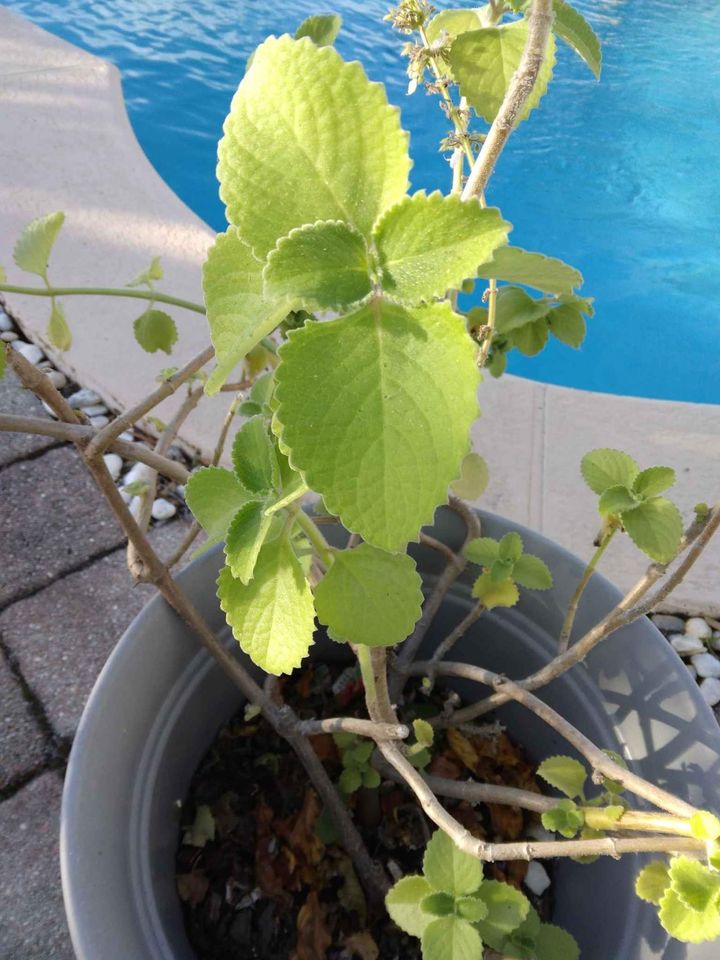 Cuban Oregano Cuttings