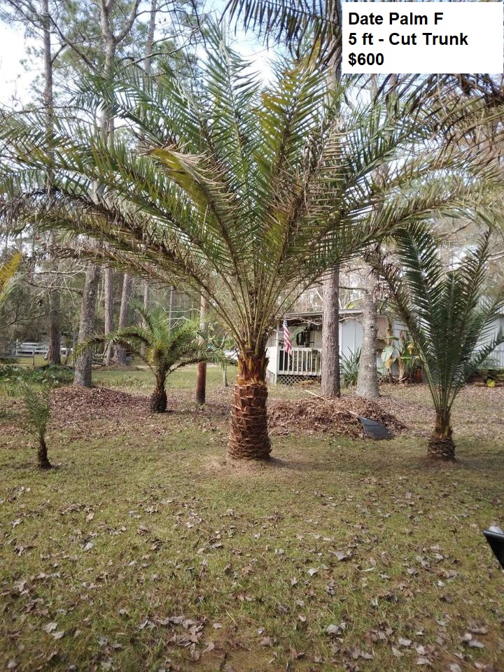 Date Palms