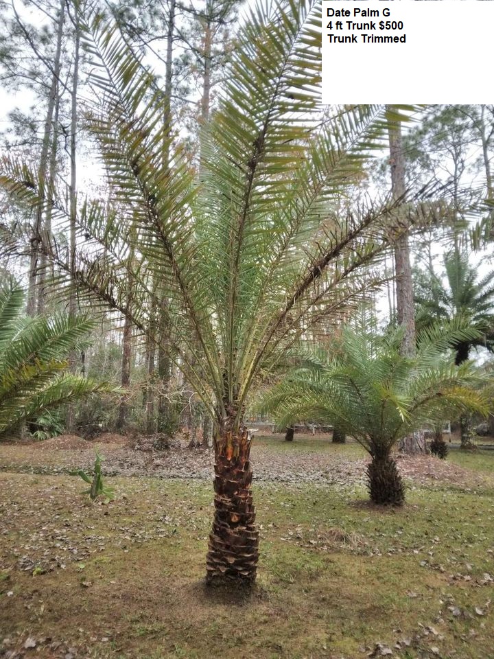 Date Palms