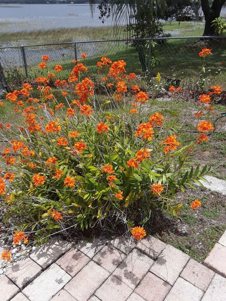 Orange Epidendrum Ground Orchids