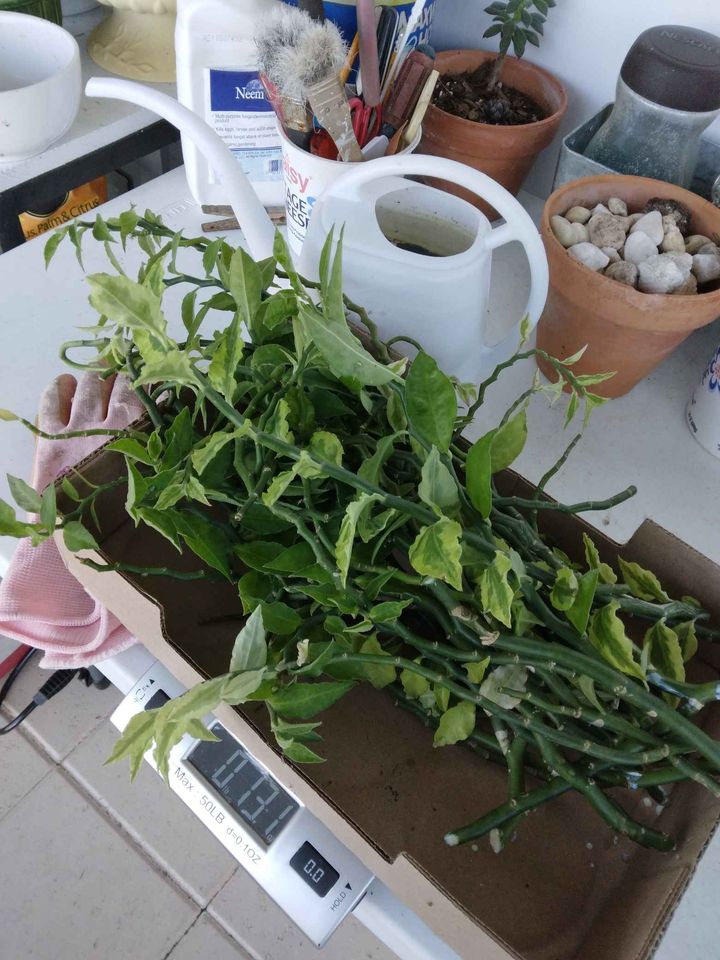Devils Backbone Cuttings