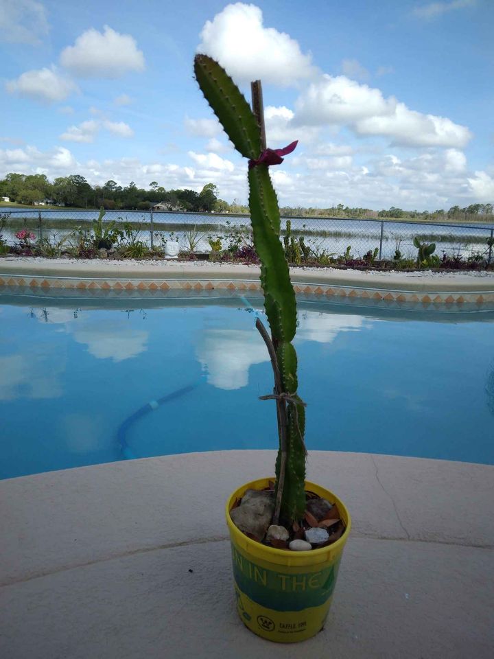 Night Blooming Cactus