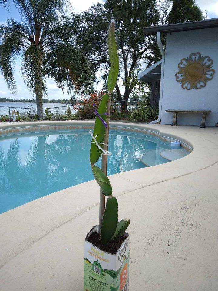 Flowering Climbing Cactus