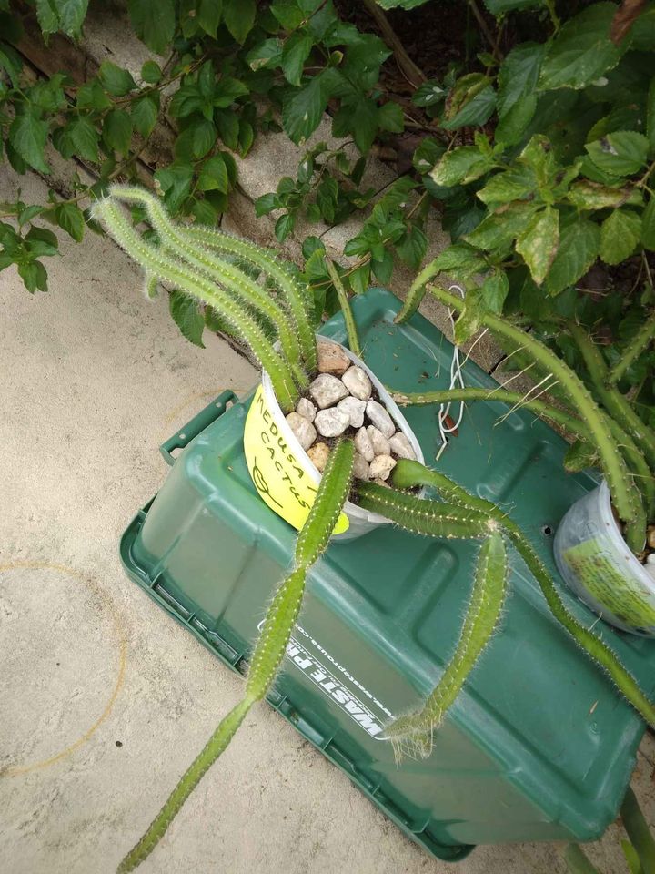Dog Tail Tree Climbing Cactus
