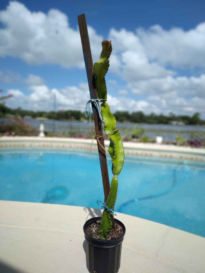 Tree Climbing Cactus
