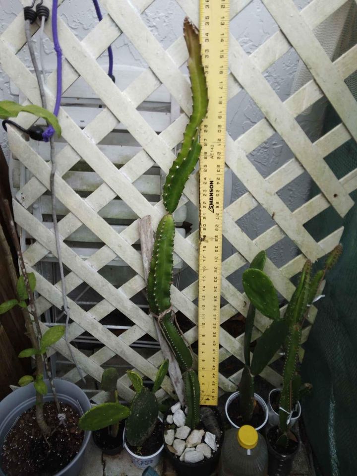 Dragon Fruit