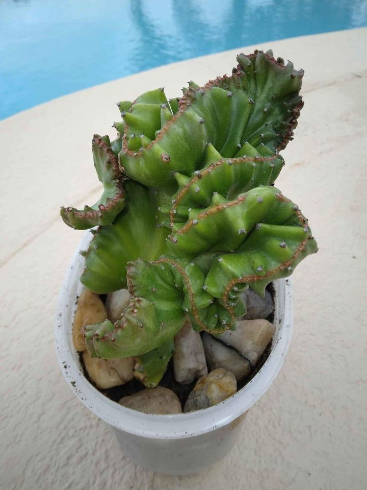 Euphorbia Lactea