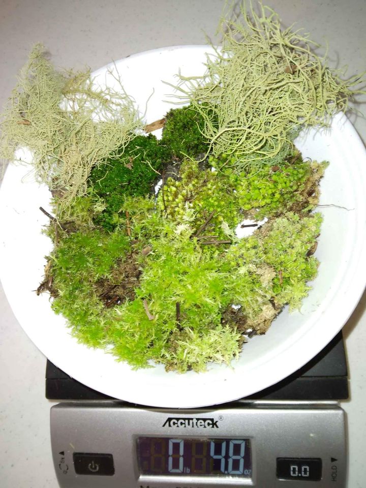 Florida Mosses
