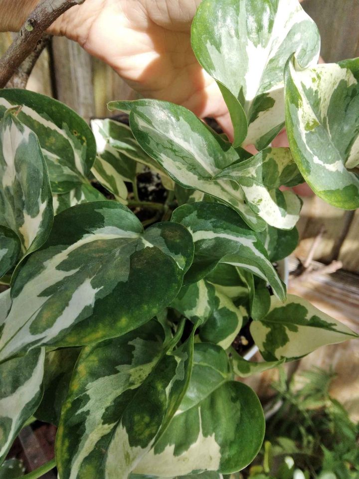 Glacier Pothos