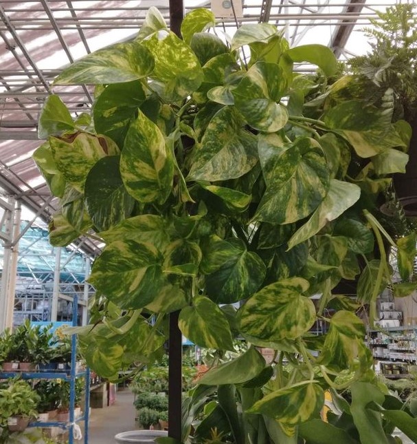 Brazil Philodendron Pothos