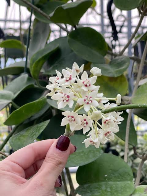 Australis Hoya Cutting
