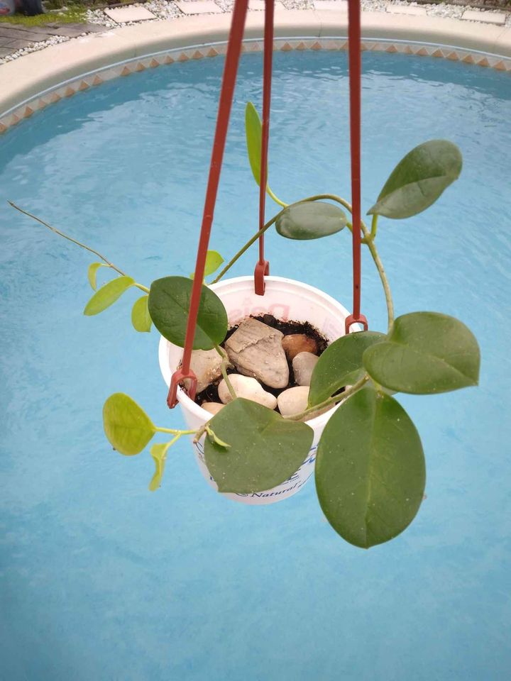 Australis Hoya Plant