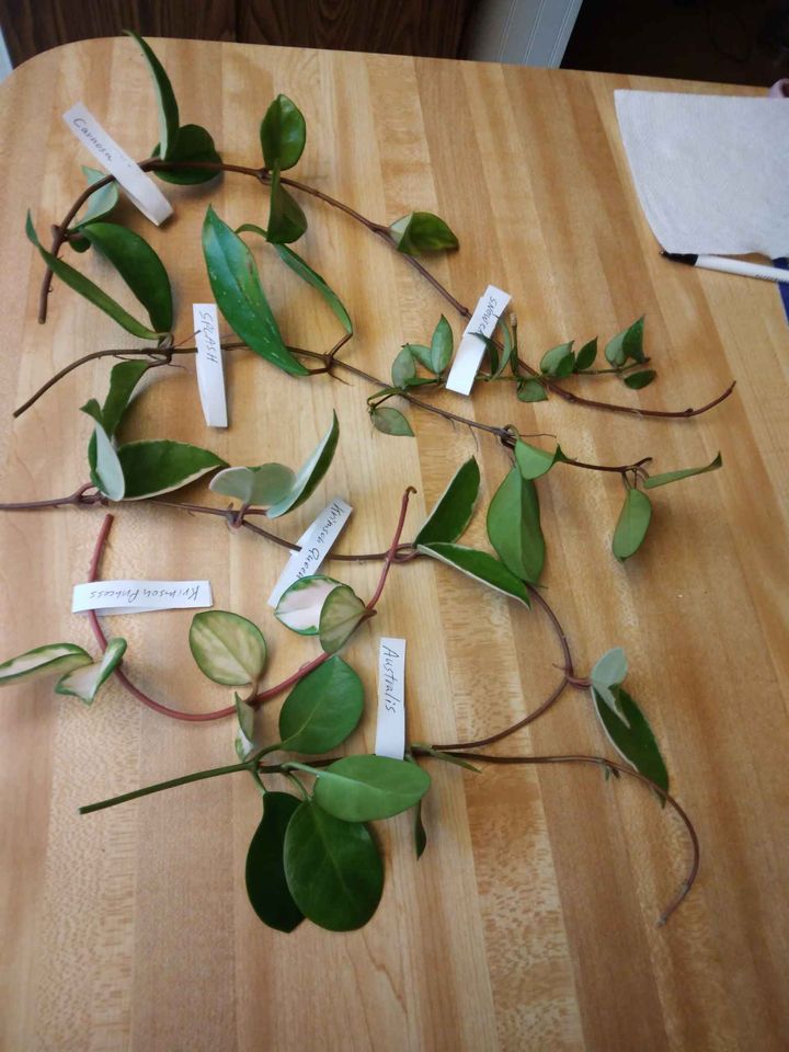 Hoya Cuttings
