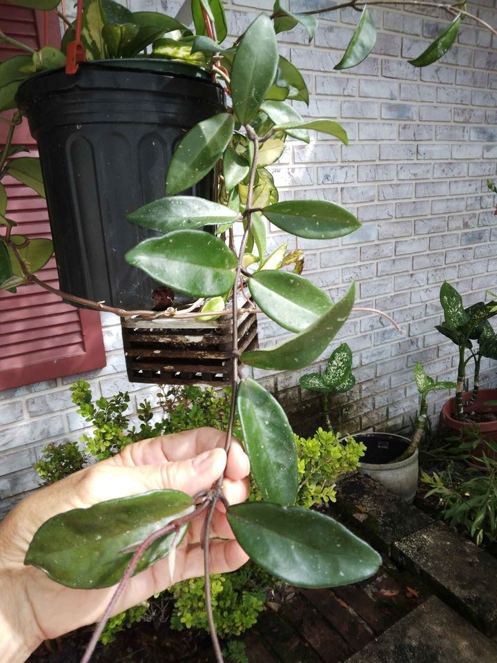 Hoya Publicalyx Cutting