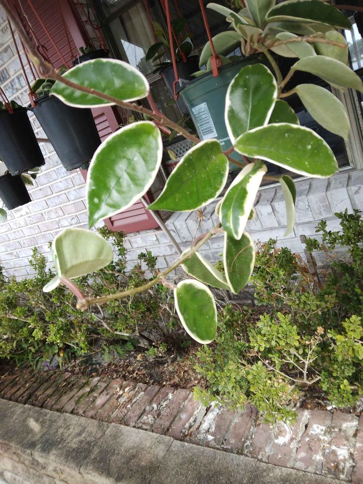 Krimson Queen Hoya Cutting