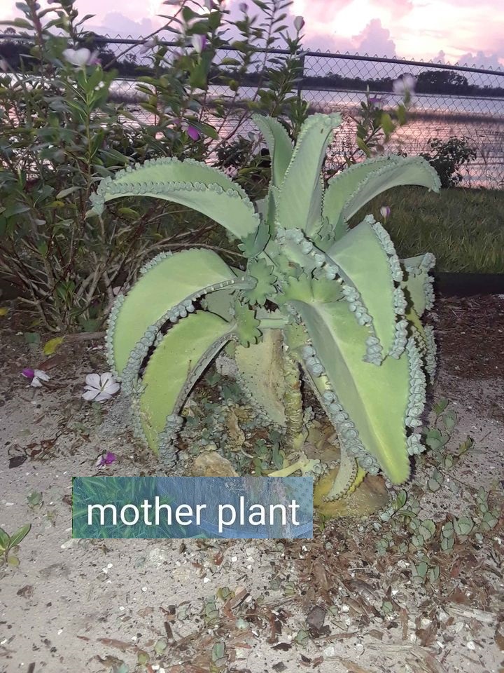 Kalanchoe Rosettes