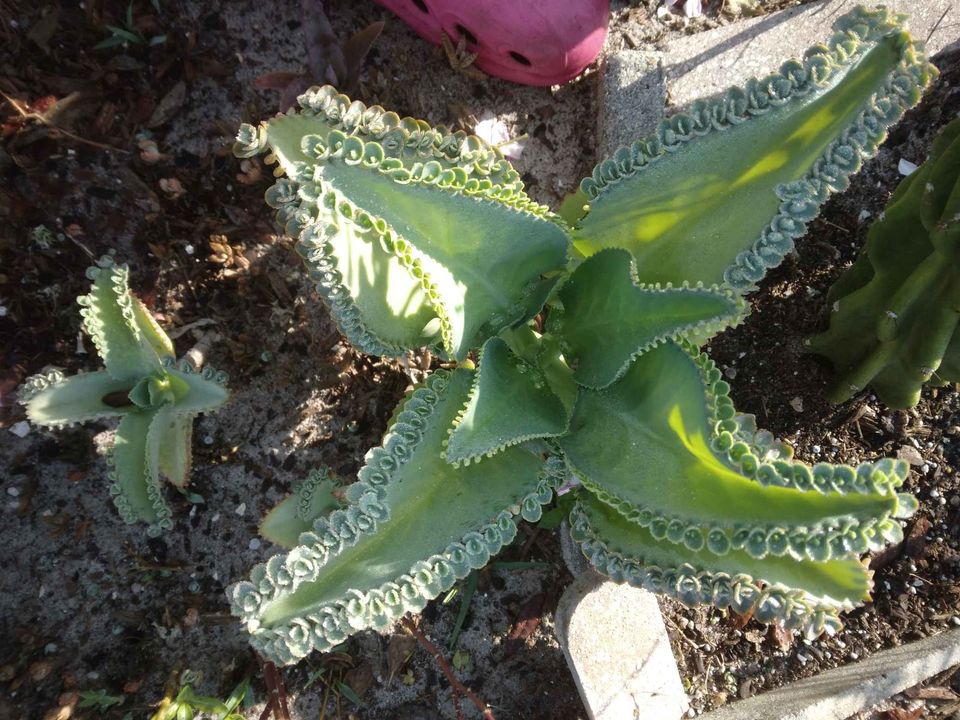 Kalanchoe in Ground