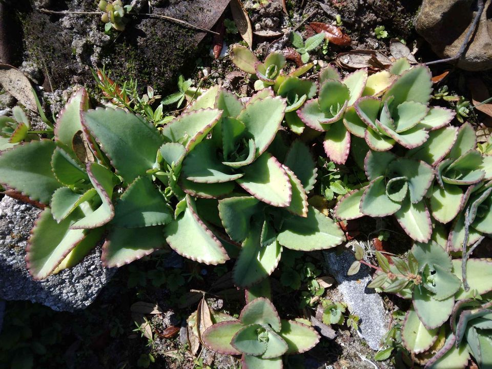 Kalanchoe in Ground