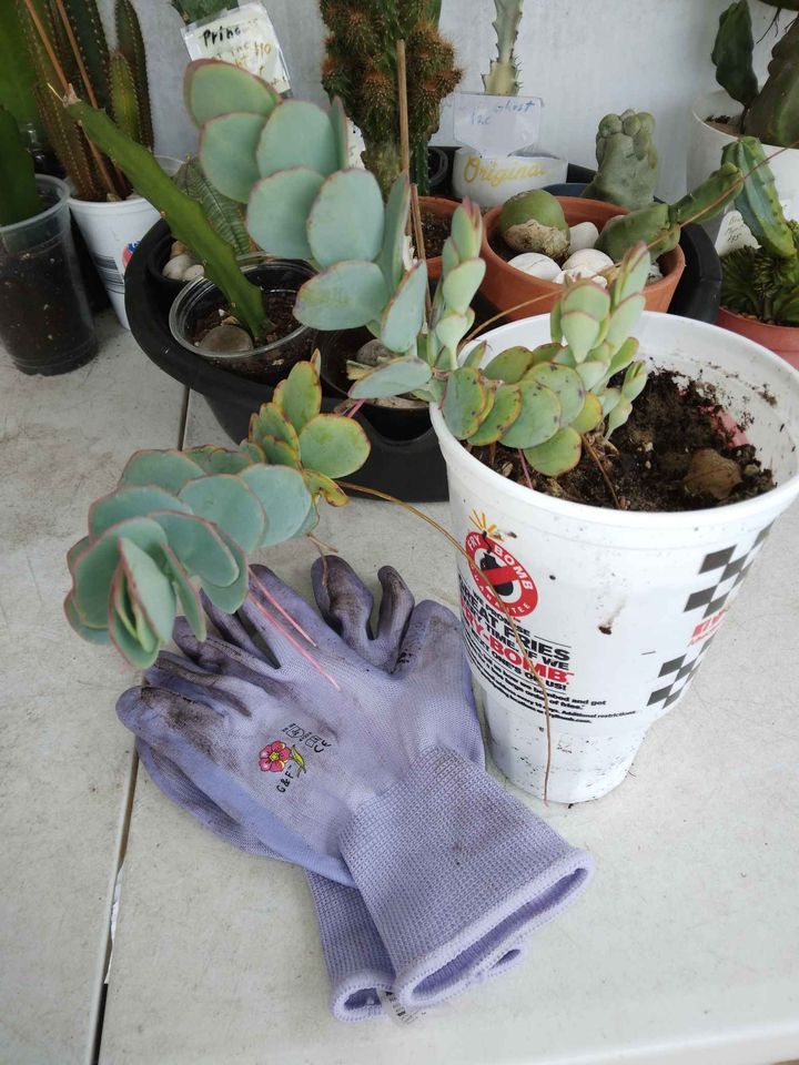 Kalanchoe Panamensis Plant
