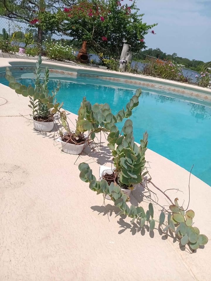 Kalanchoe Panamensis Plant