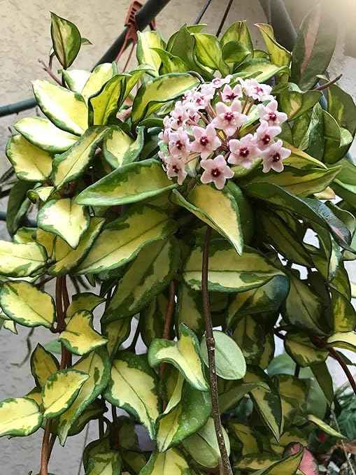 Krimson Princess Hoya Plant