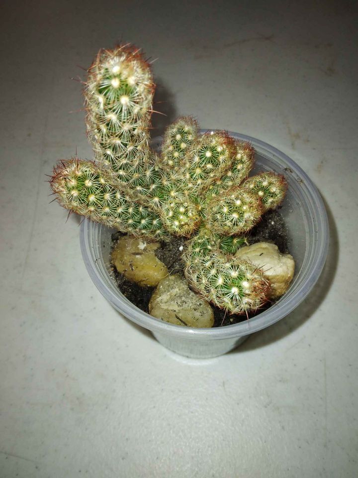 Mammillaria Elongata