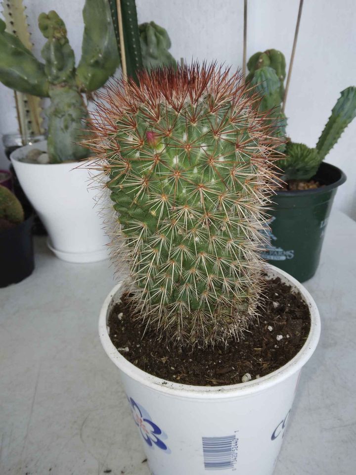 Mammillaria Spinosissima