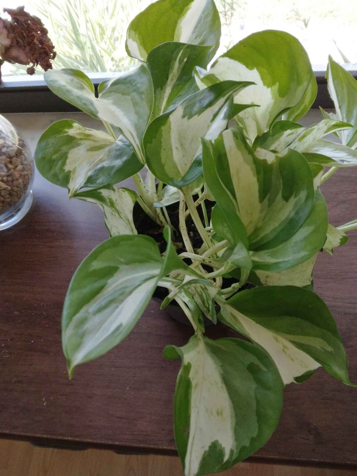 Manjula Pothos