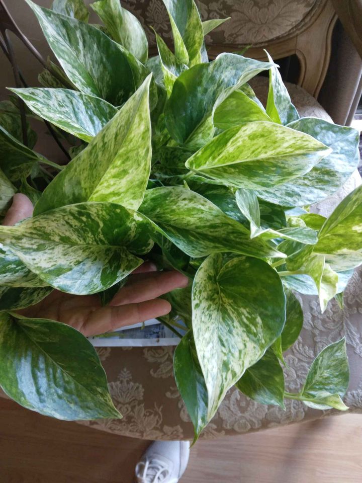 Marble Queen Pothos