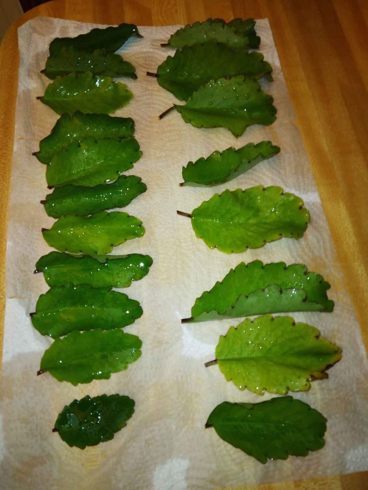 Miracle Leaf