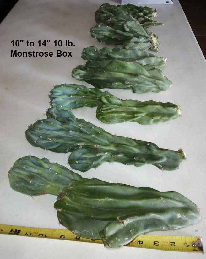 Bulk Cactus