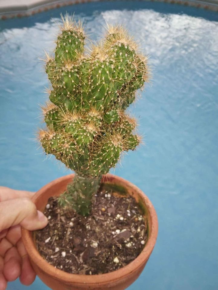 Monstrose Crested Cactus Rooted in Pot