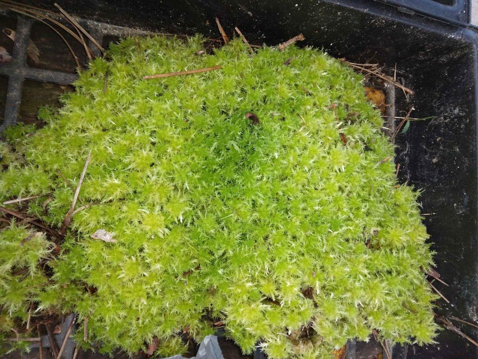 Pillow Moss