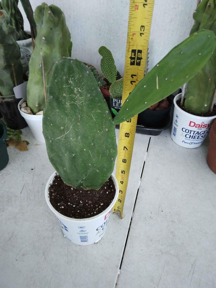 Prickly Pear Cactus Plant